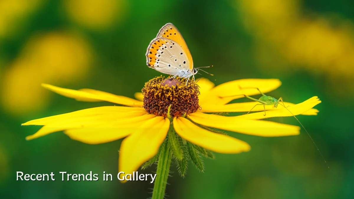 Recent Trends in Gallery