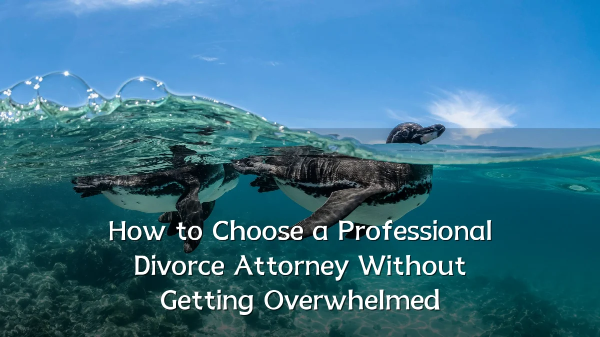 How to Choose a Professional Divorce Attorney Without Getting Overwhelmed