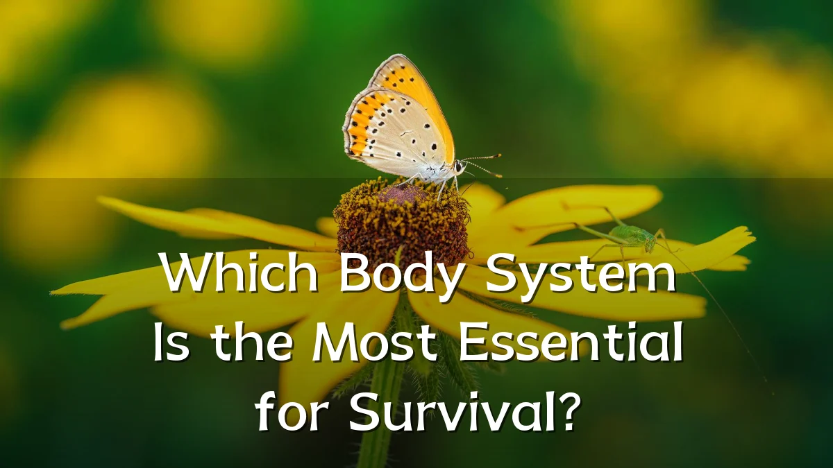Which Body System Is the Most Essential for Survival?
